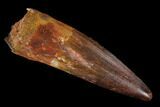 Spinosaurus Tooth - Real Dinosaur Tooth #129329-1